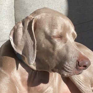 Meet your Posher, Anita